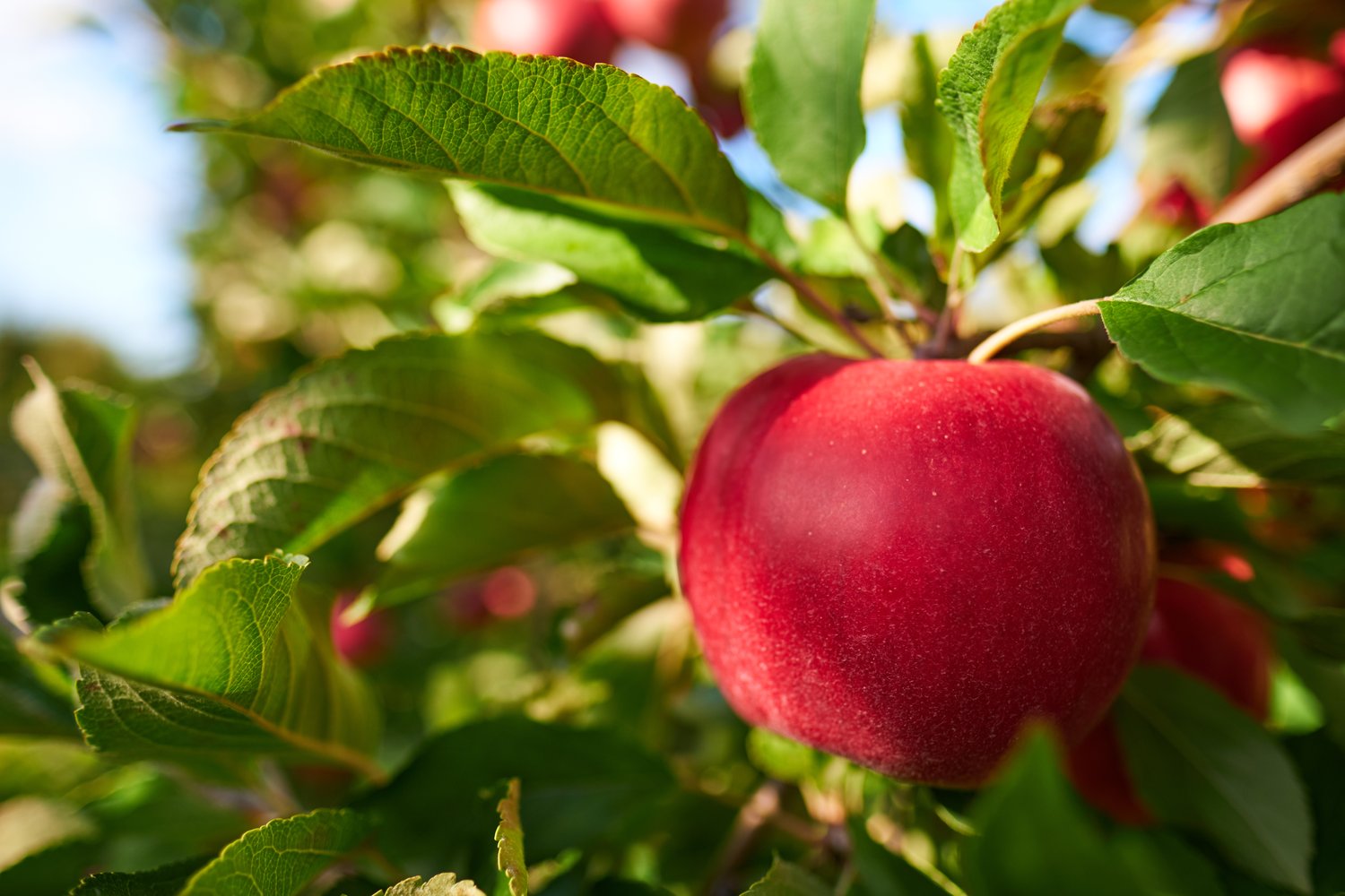 Malus domestica 'Katja' E, (äpple)