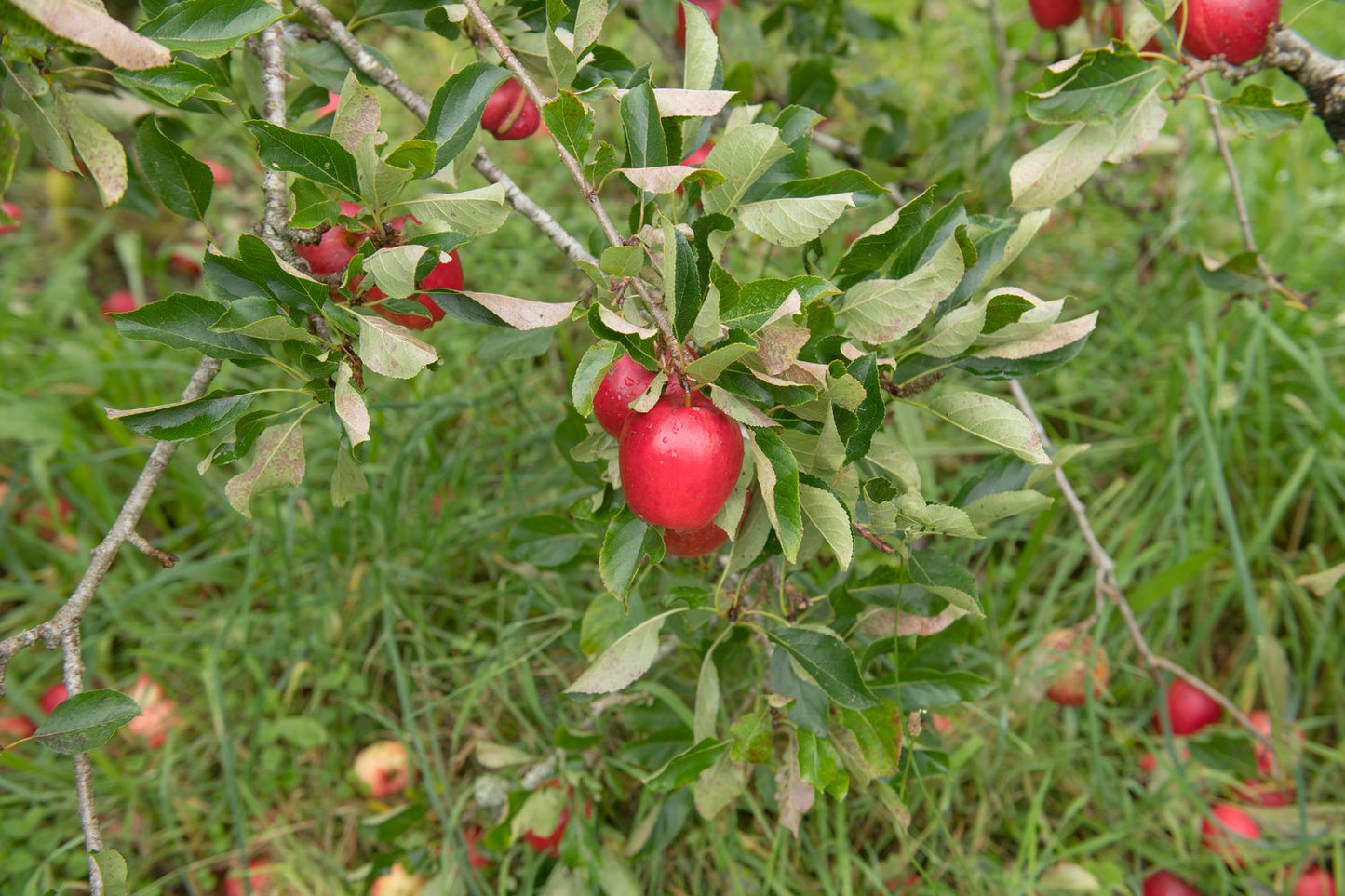 Malus domestica 'Katja' E, (äpple)