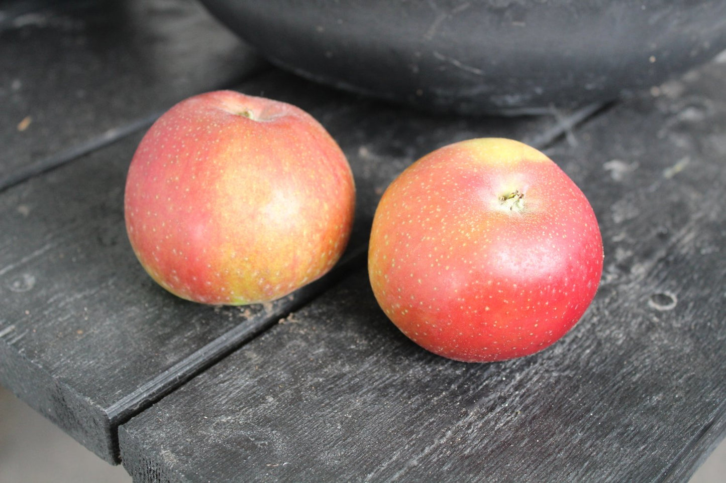 Malus domestica LOVISA® E, (äpple), inkl. uppbindnings kit