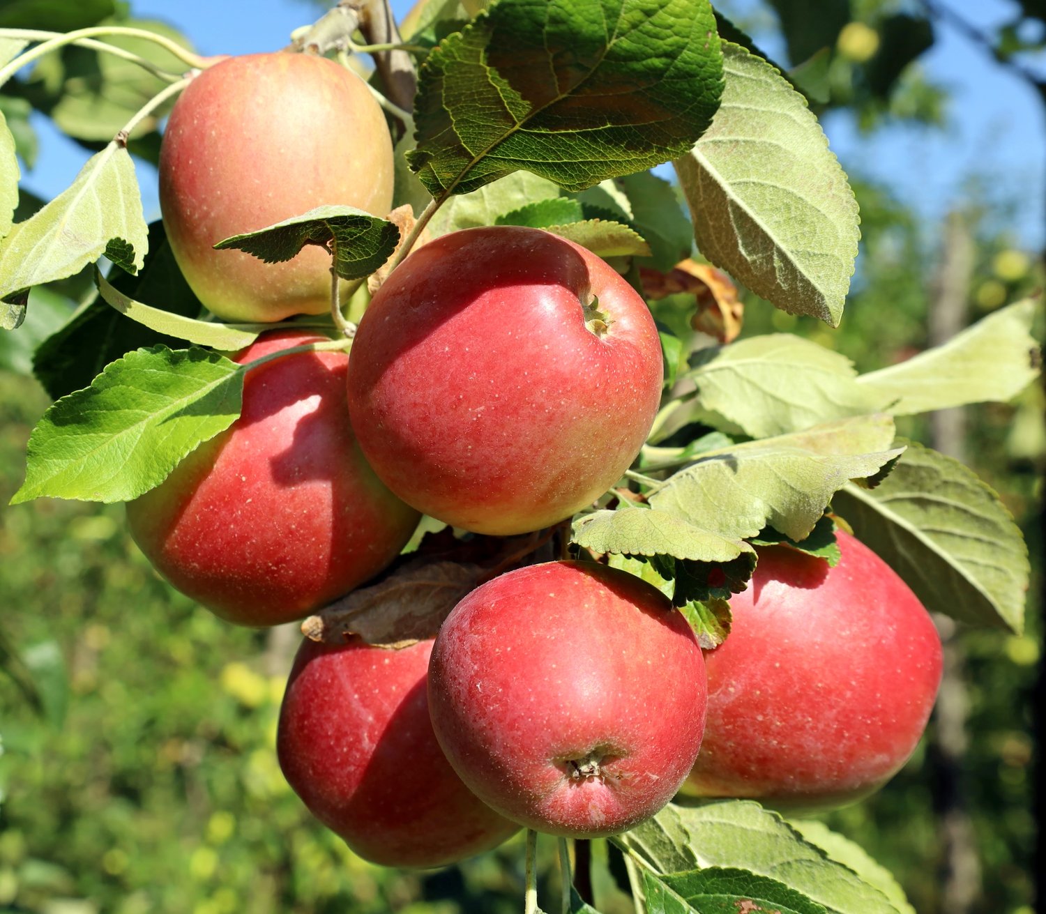Malus domestica LOVISA® E, (äpple)