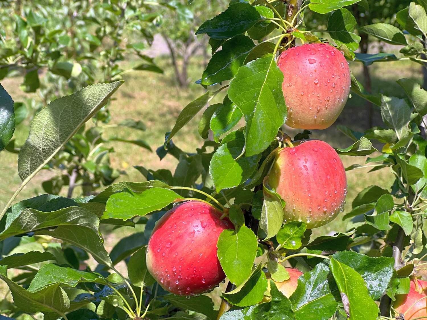 Malus domestica LOVISA® E, (äpple)