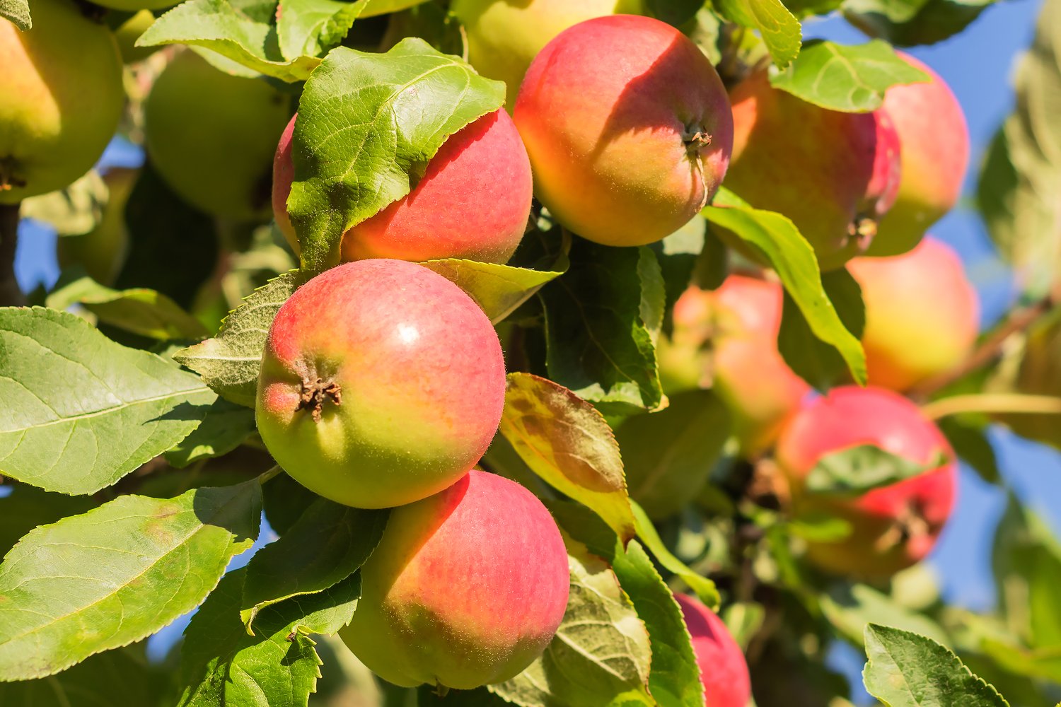 Malus domestica 'Mantet', (äpple)