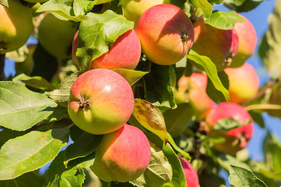Malus domestica 'Mantet', (äpple), inkl. uppbindnings kit