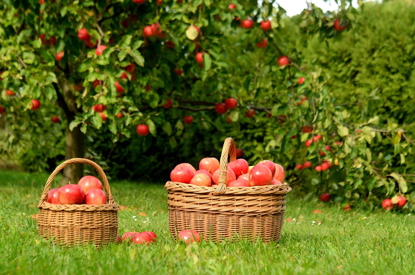 Malus domestica 'Mantet', (äpple)