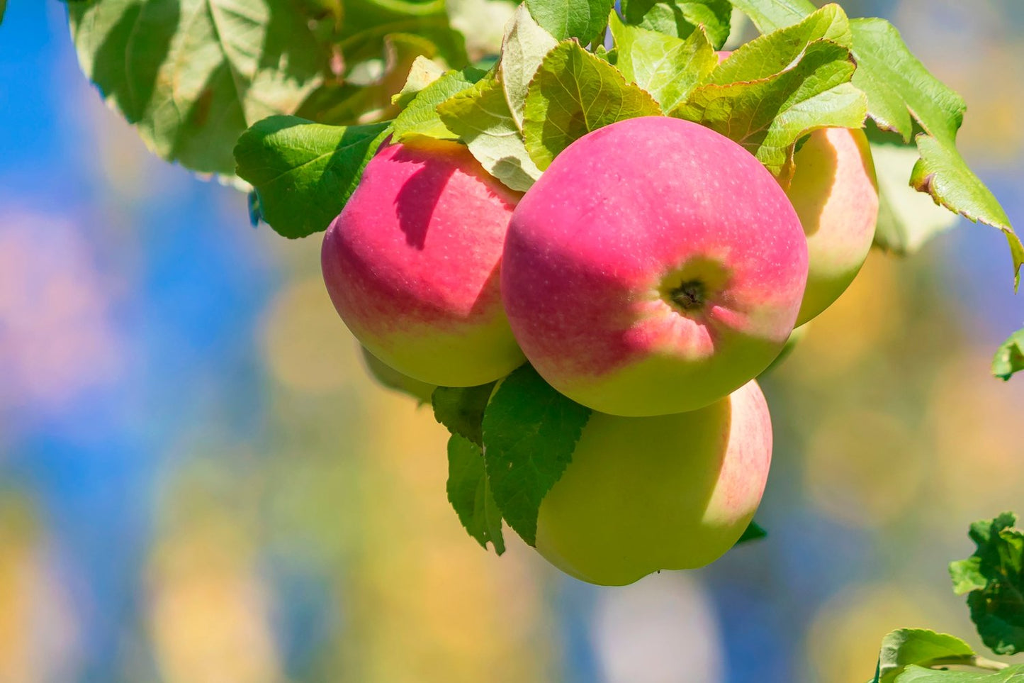 Malus domestica 'Mantet', (äpple)
