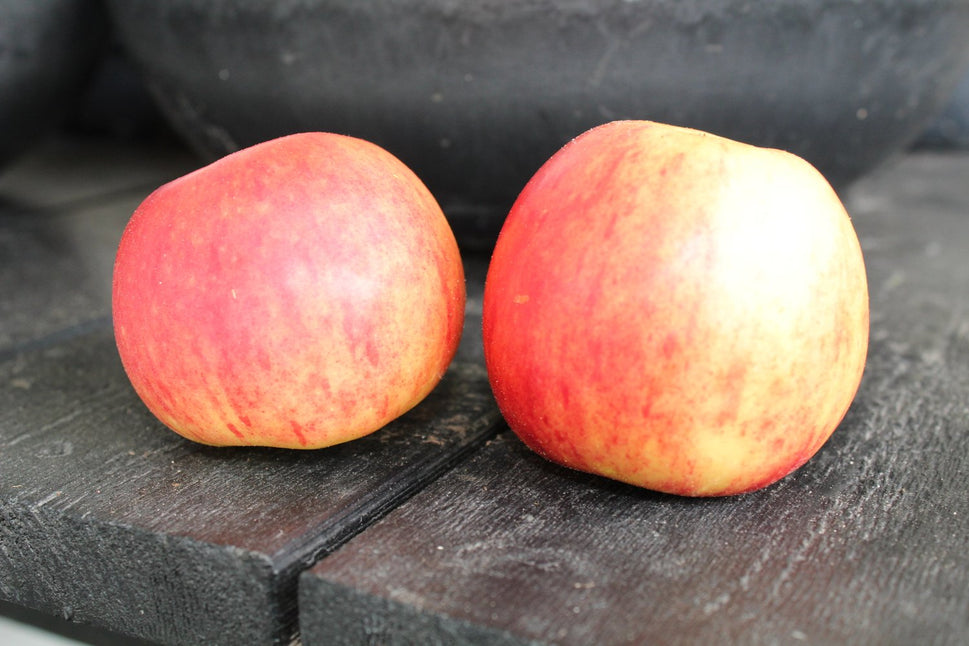 Malus domestica TRULSA® E, (äpple), inkl. uppbindnings kit