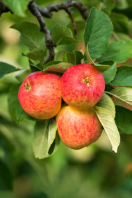 Malus domestica TRULSA® E, (äpple), inkl. uppbindnings kit