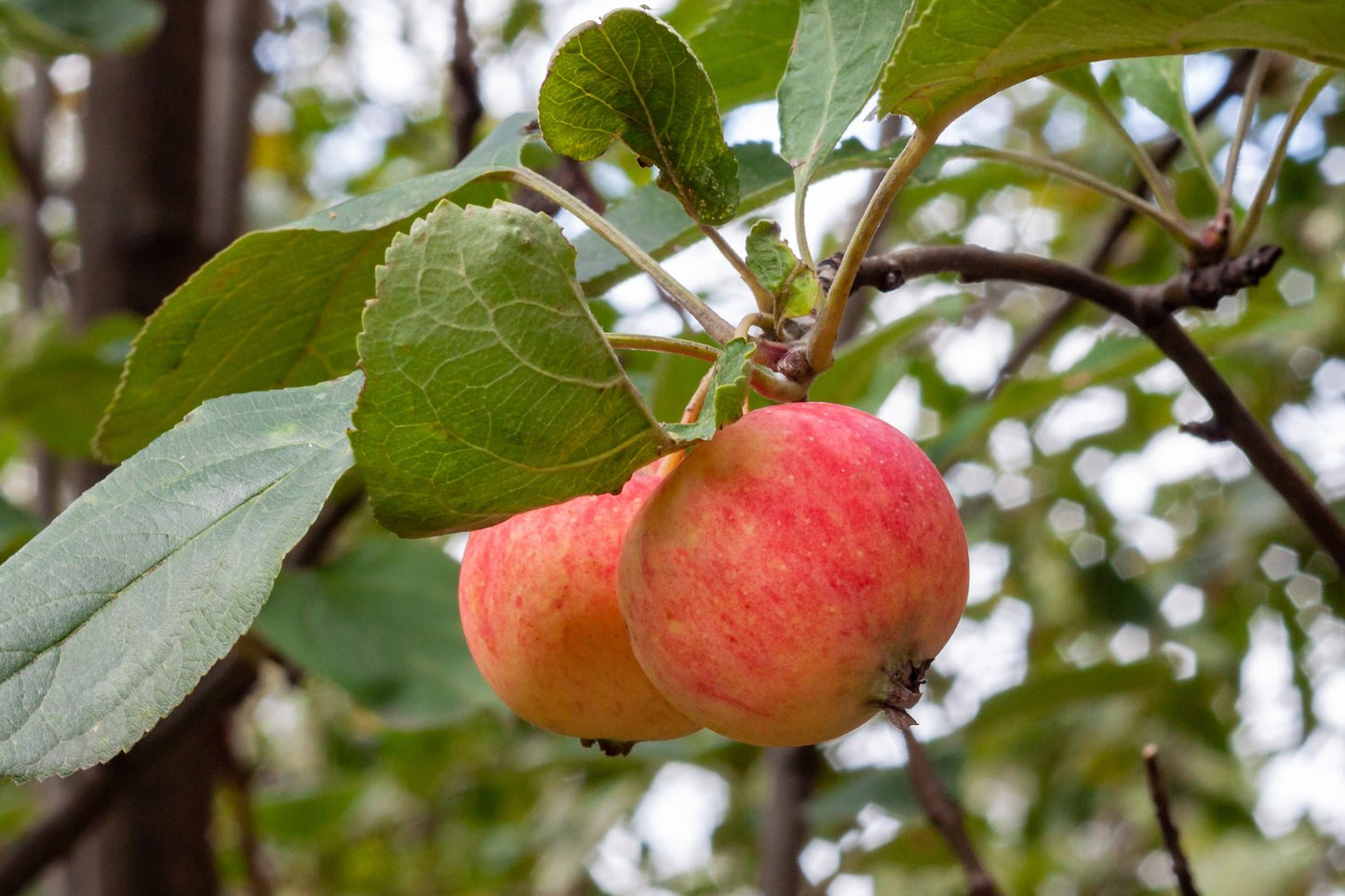 Malus domestica TRULSA® E, (äpple), inkl. uppbindnings kit