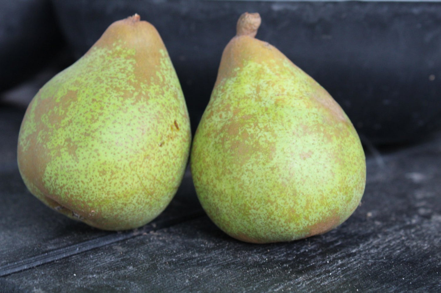 Pyrus communis 'Carola' E (päron), inkl. uppbindnings kit