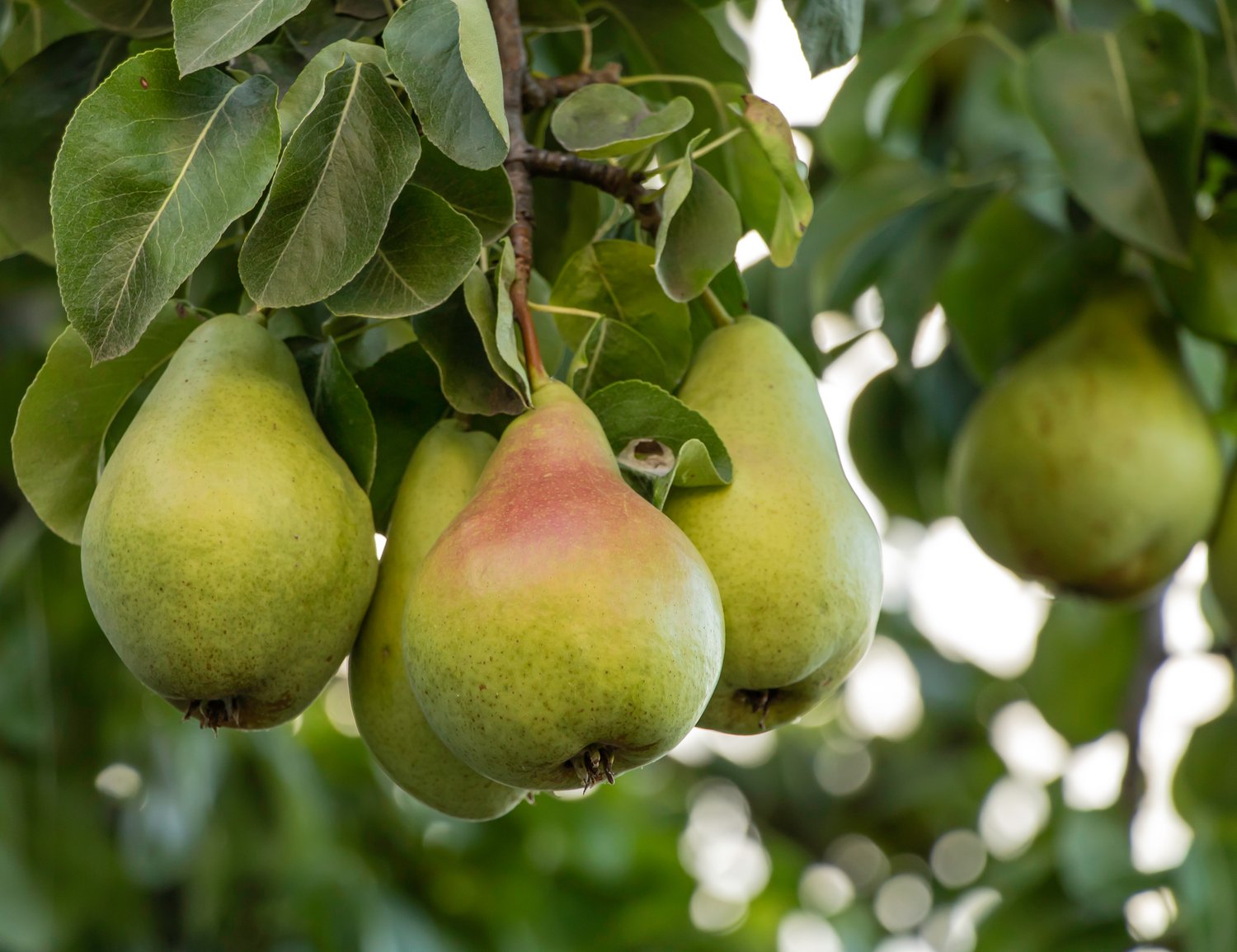 Pyrus communis 'Carola' E (päron)