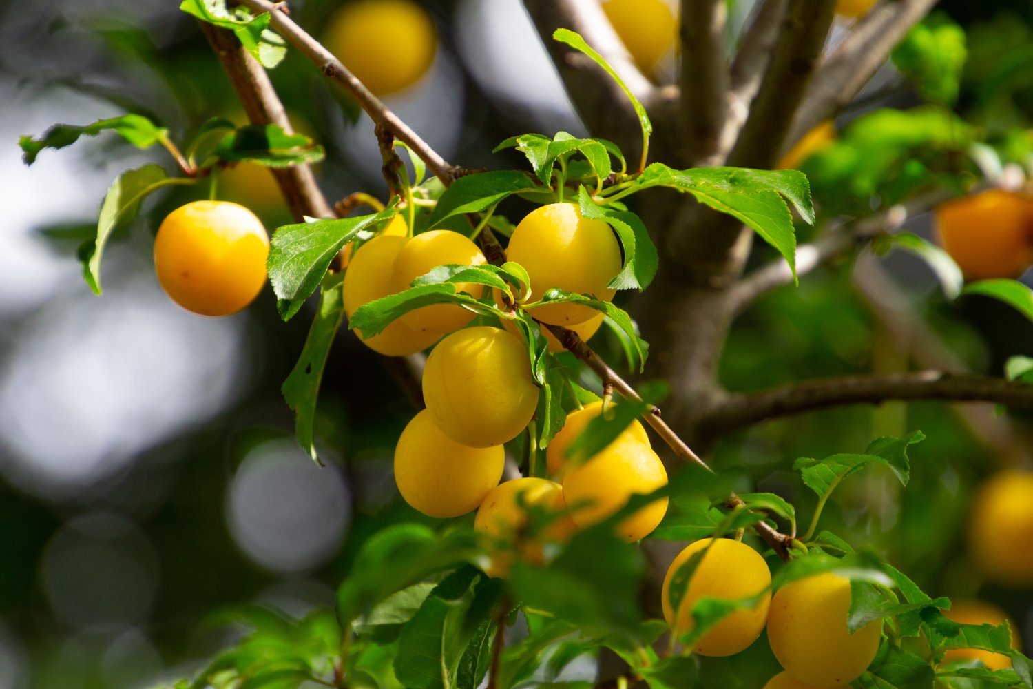 Prunus domestica 'Elin' (plommon), inkl. uppbindnings kit
