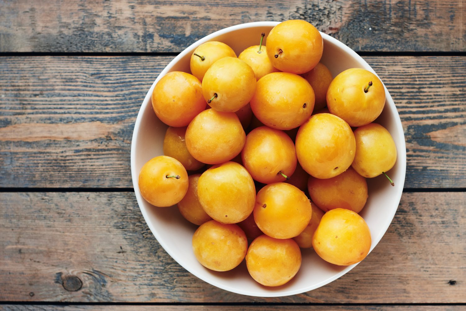Prunus domestica 'Elin' (plommon), inkl. uppbindnings kit