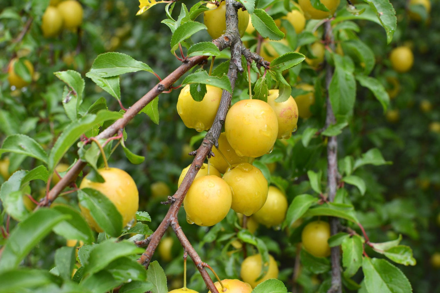 Prunus domestica 'Elin' (plommon), inkl. uppbindnings kit