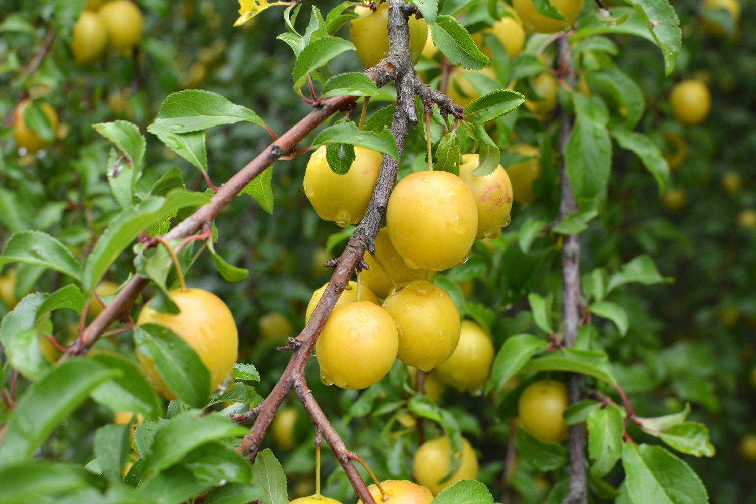 Prunus domestica 'Elin' (plommon), inkl. uppbindnings kit
