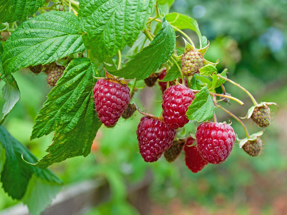 Rubus (Hösthallon) 'Autumn Bliss' E