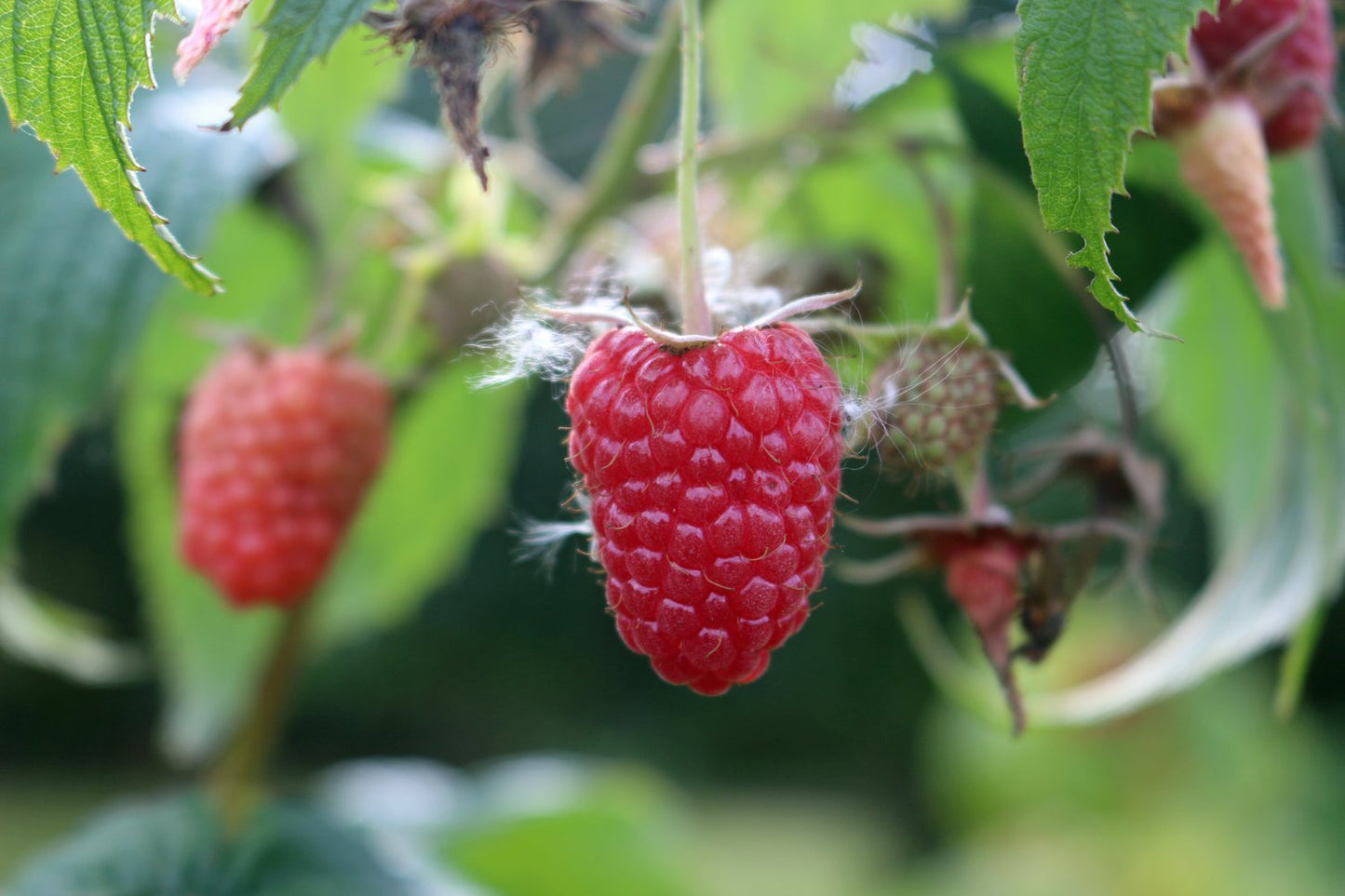 Rubus (Hösthallon) 'Elektra' E