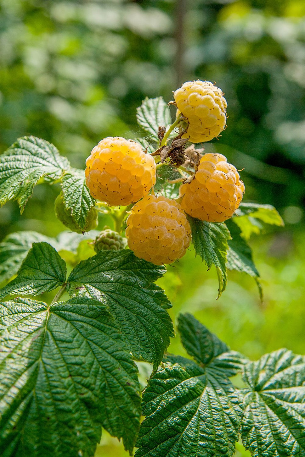 Rubus (Hösthallon) 'Fallgold'
