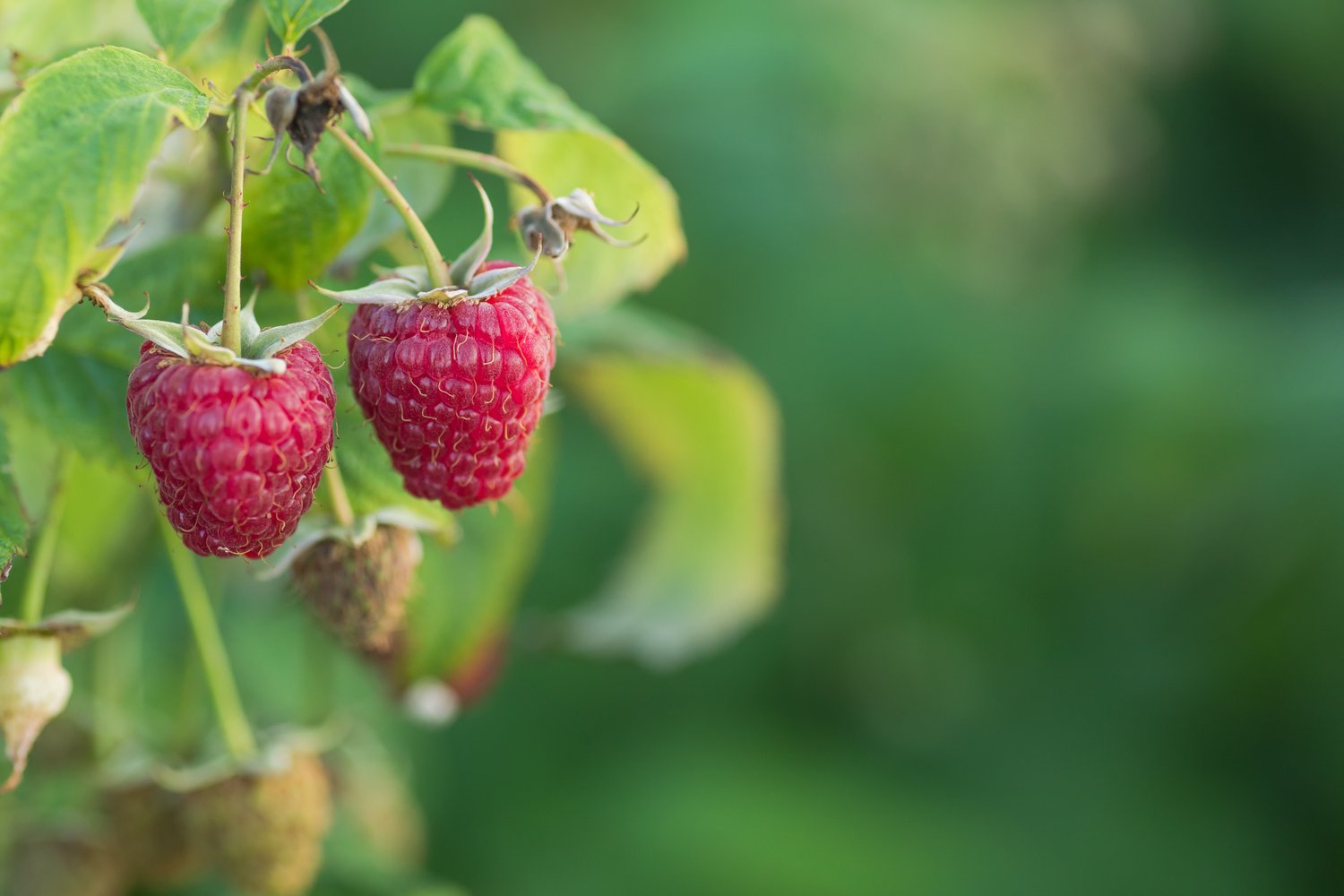 Rubus (Hösthallon) 'Polka' E