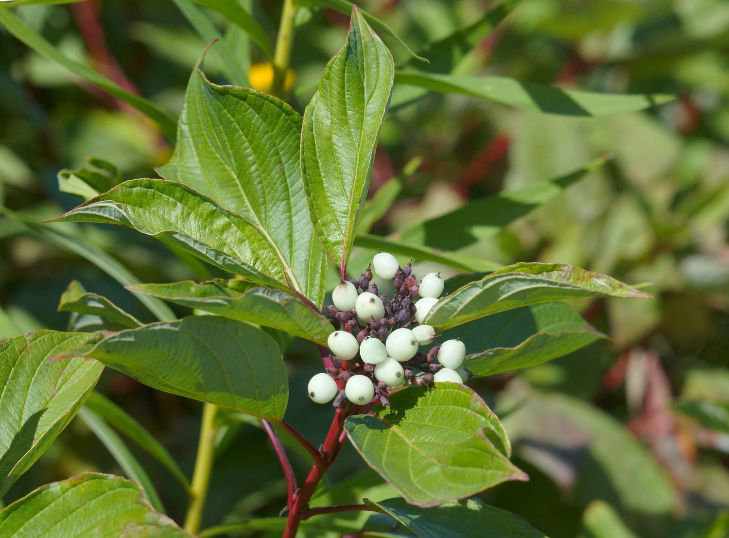Cornus sericea 'Farba' E