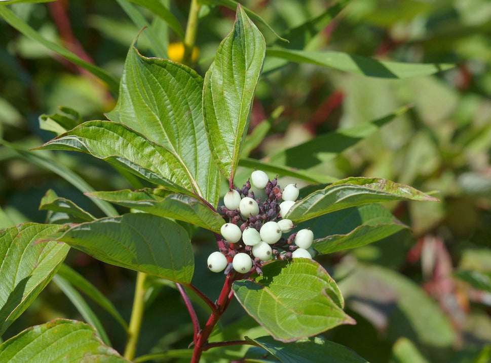 Cornus sericea 'Farba' E