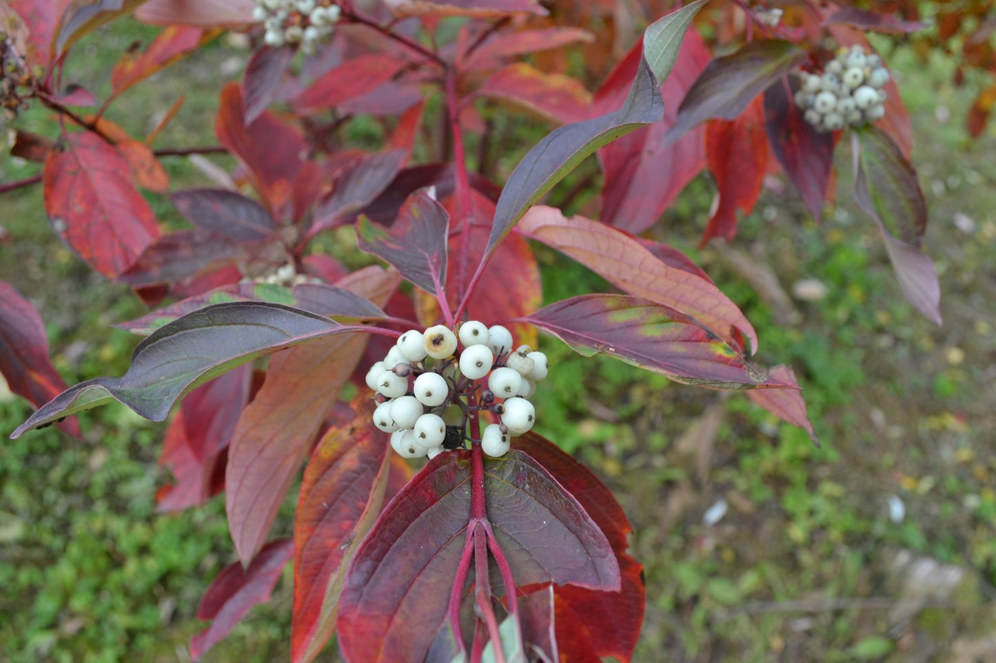 Cornus sericea 'Farba' E