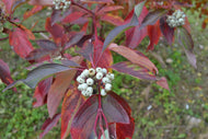 Cornus sericea 'Farba' E