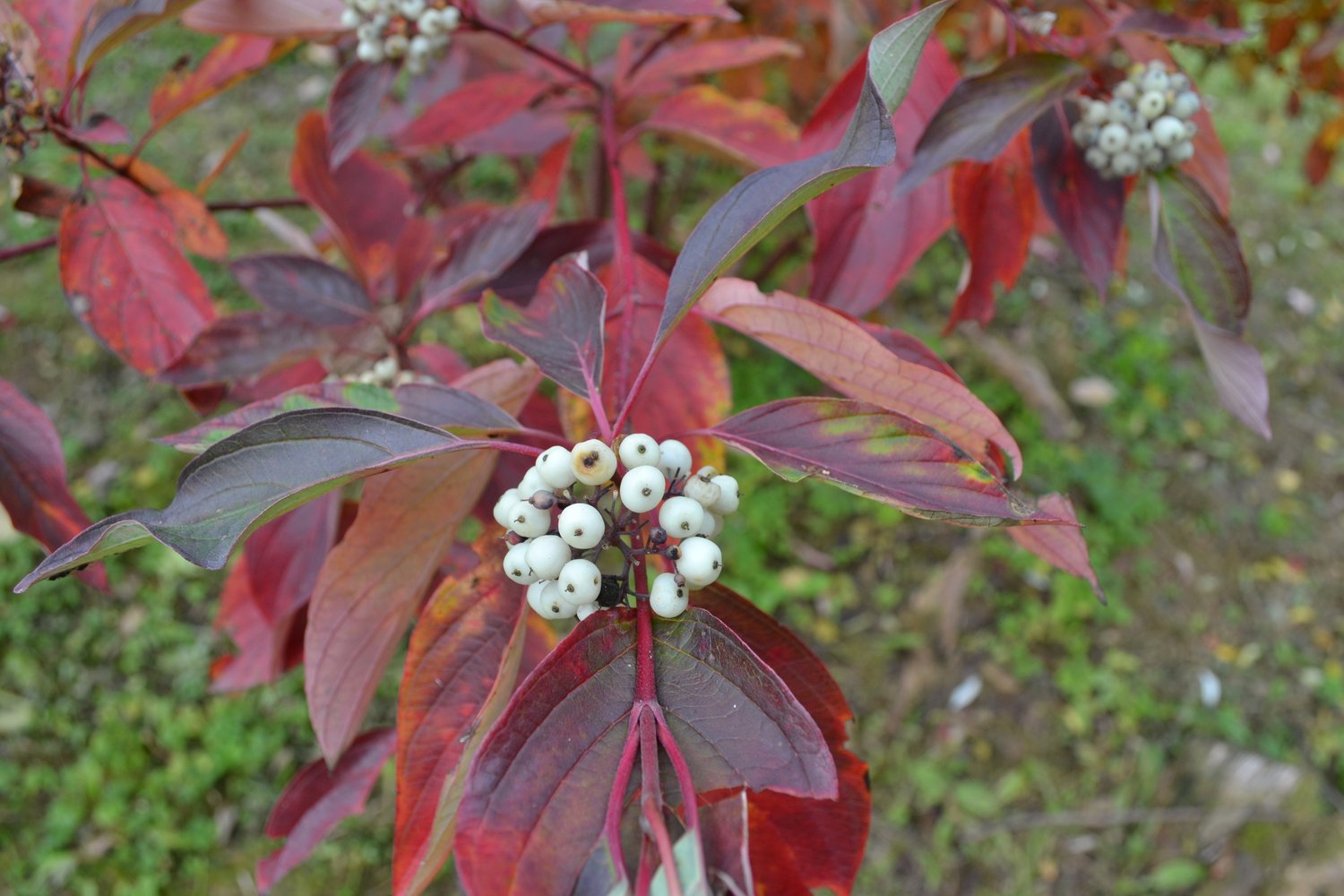 Cornus sericea 'Farba' E