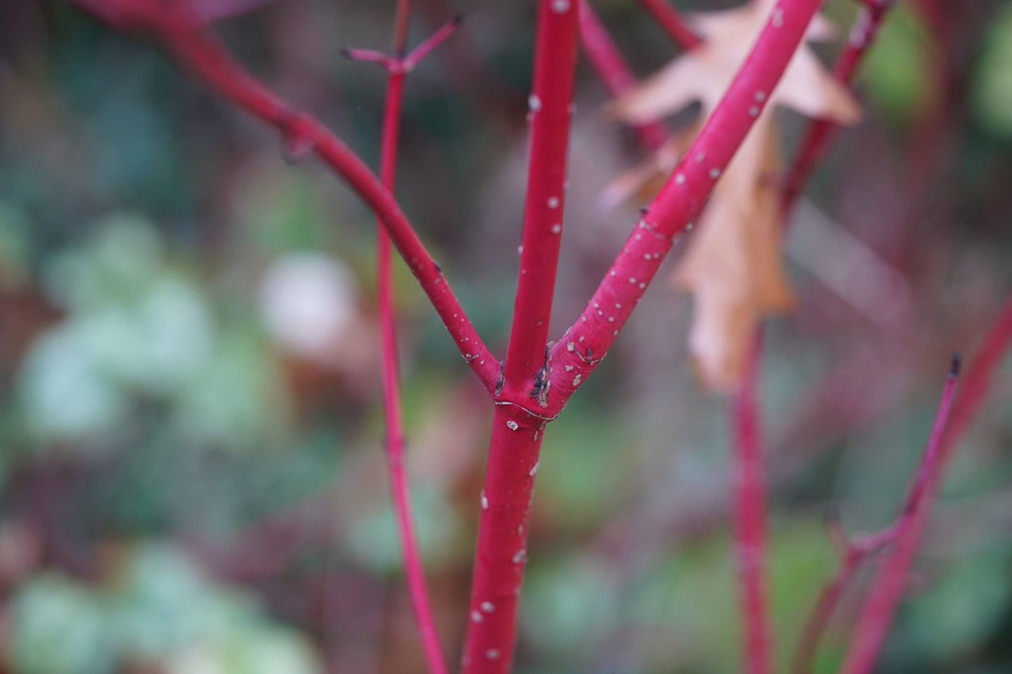 Cornus sericea 'Farba' E