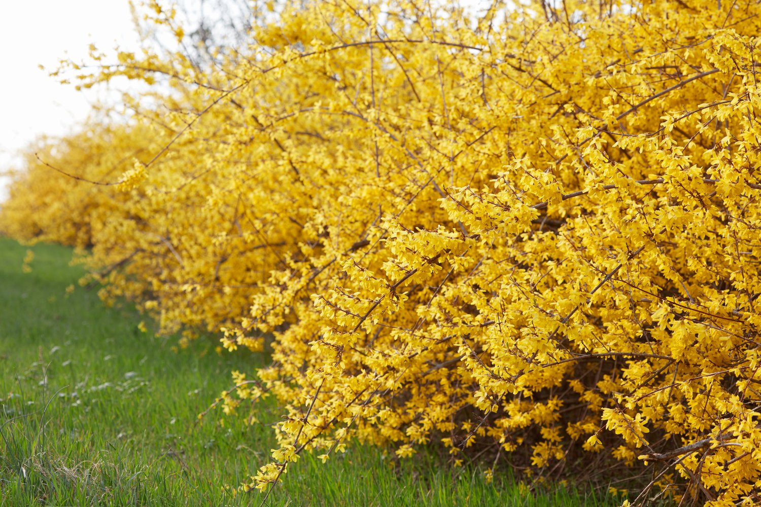 Forsythia × intermedia 'Freja' E