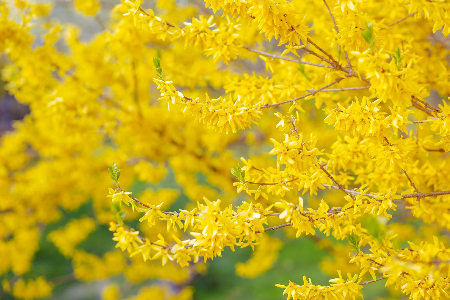 Forsythia × intermedia 'Freja' E