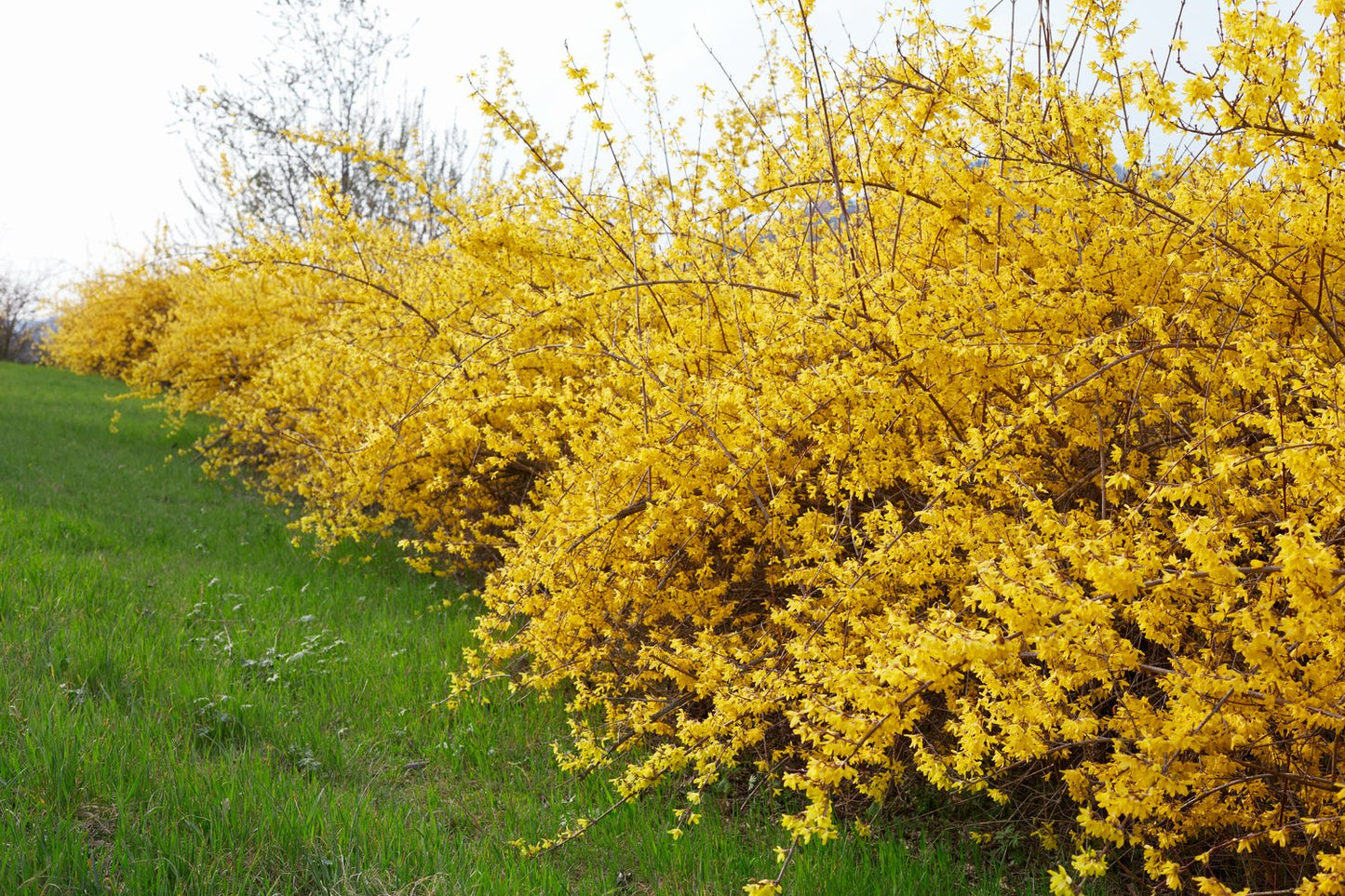 Forsythia × intermedia 'Freja' E