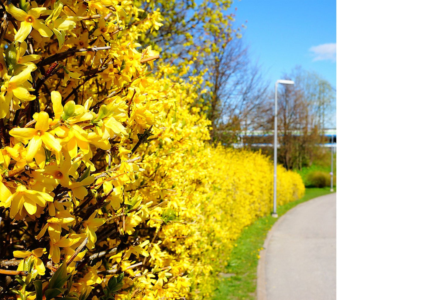 Forsythia × intermedia 'Freja' E