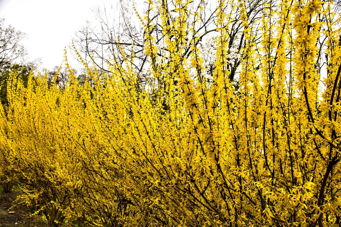 Forsythia × intermedia 'Freja' E