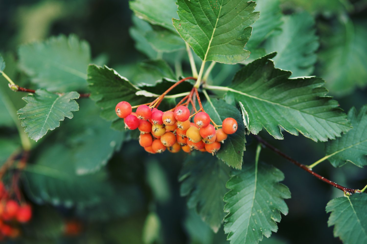 Sorbus mougeotii FK BÄLINGE E