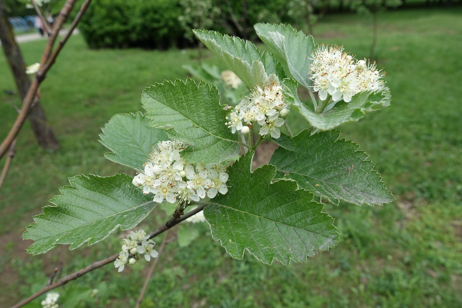Sorbus mougeotii FK BÄLINGE E