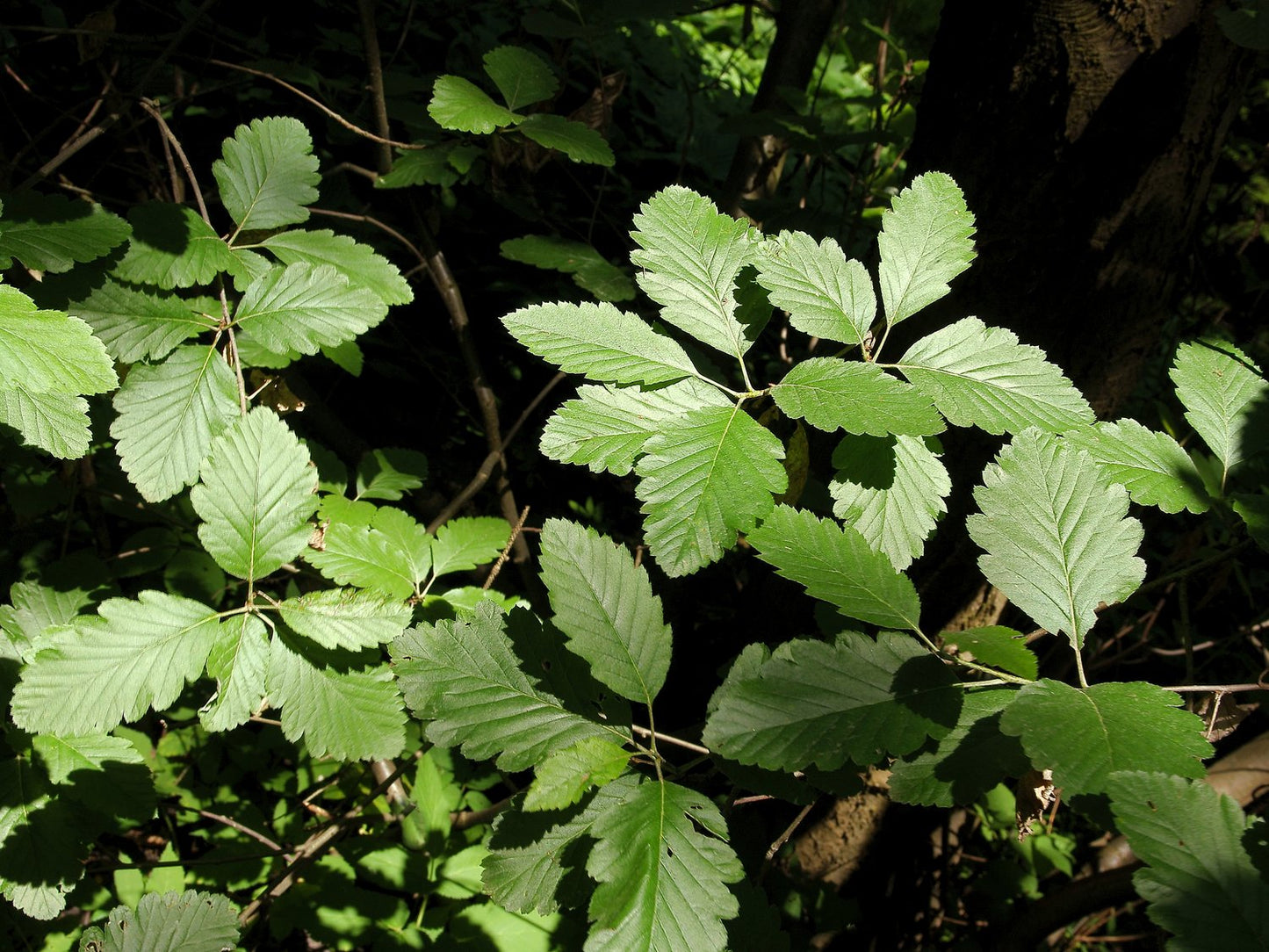 Sorbus mougeotii FK BÄLINGE E