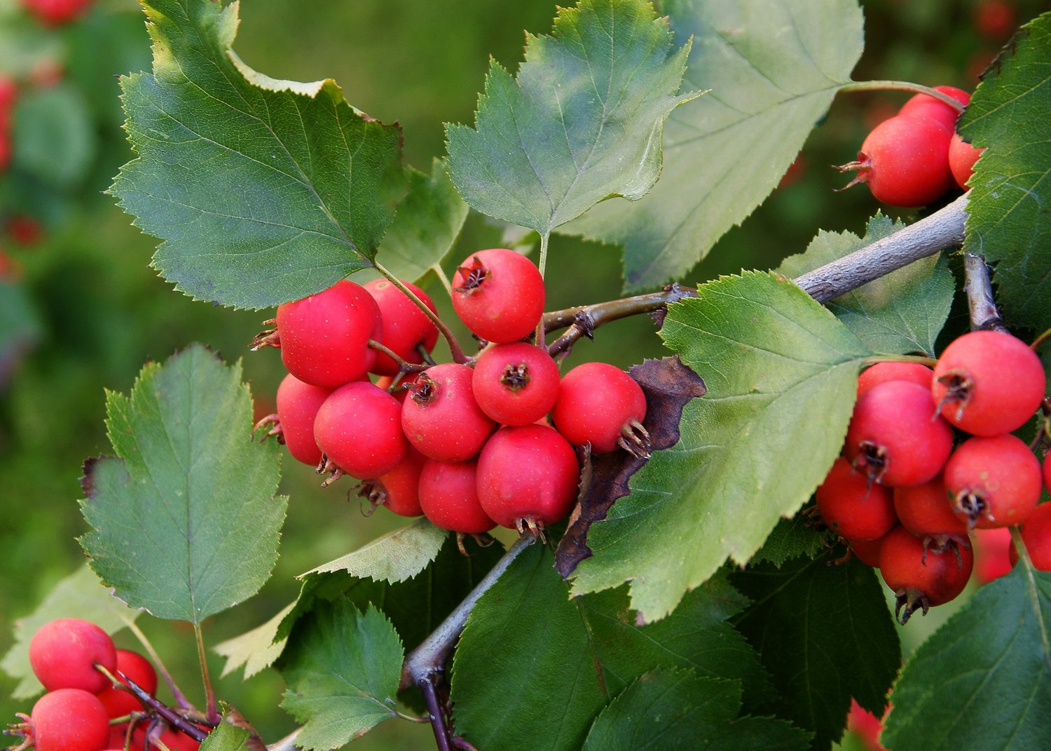 Sorbus mougeotii FK BÄLINGE E