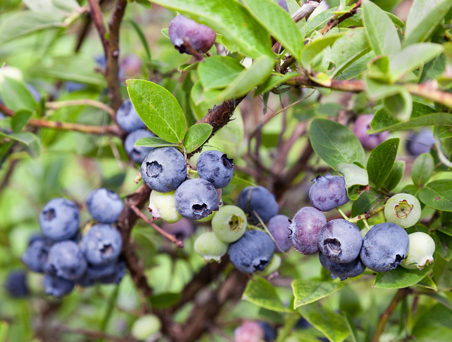 Vaccinium 'Emil' E