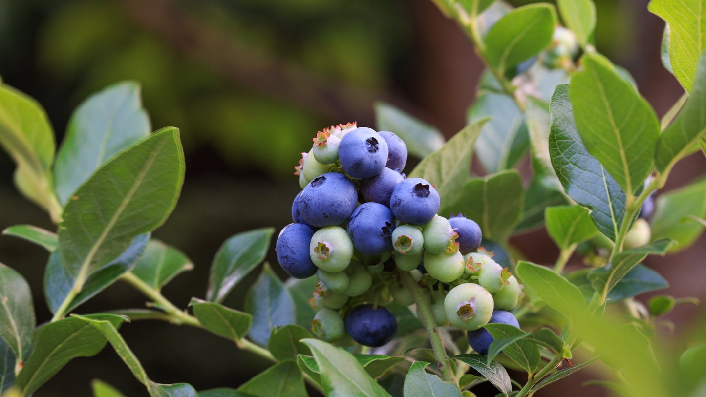 Vaccinium 'Northblue'