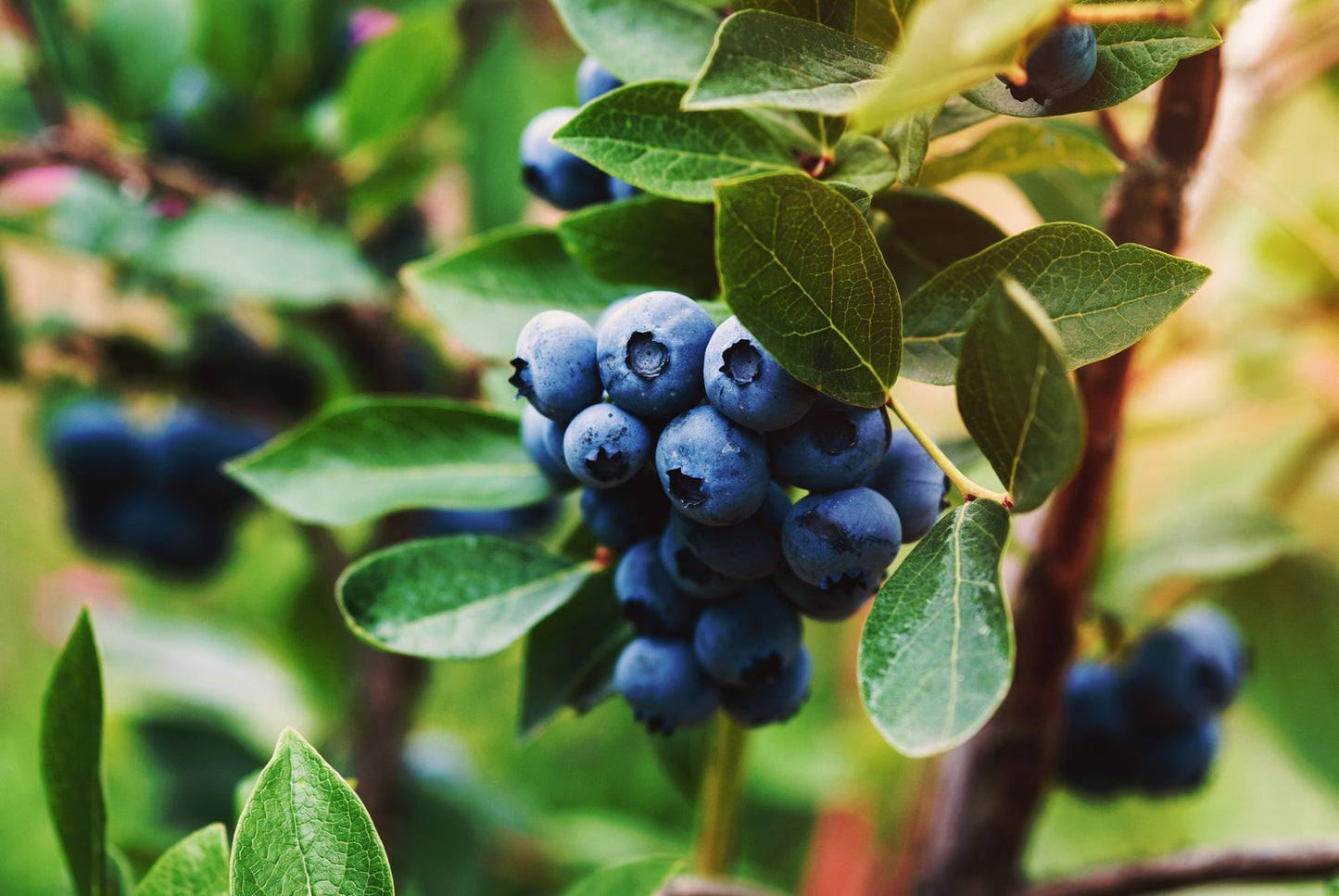 Vaccinium ' Oskar'