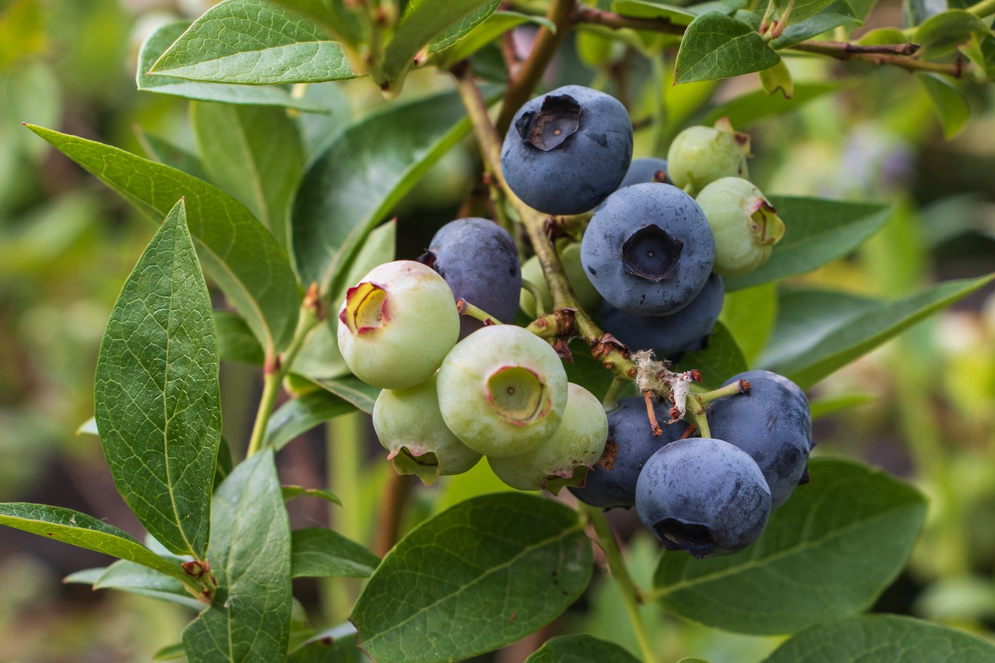 Vaccinium 'Putte' E, 1-pac