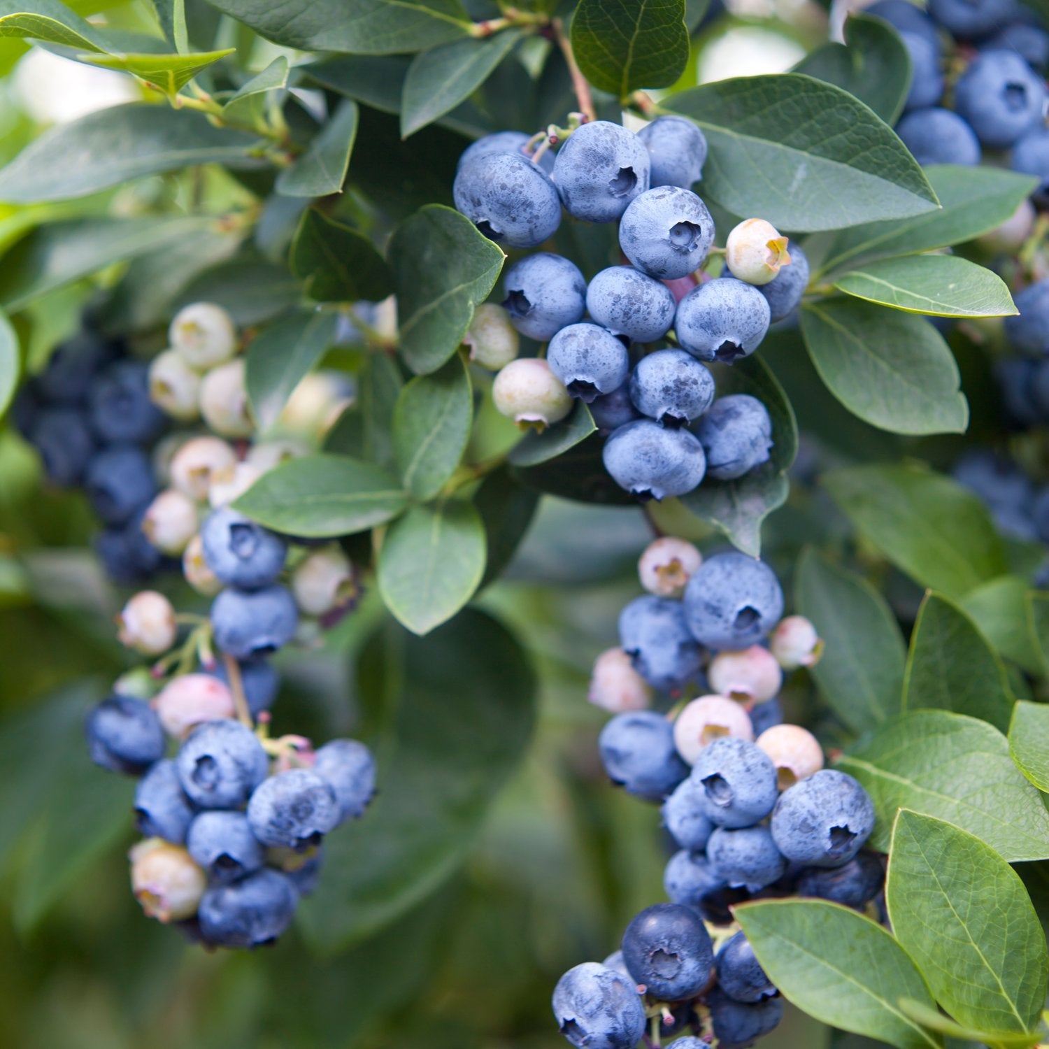 Vaccinium 'Olle'