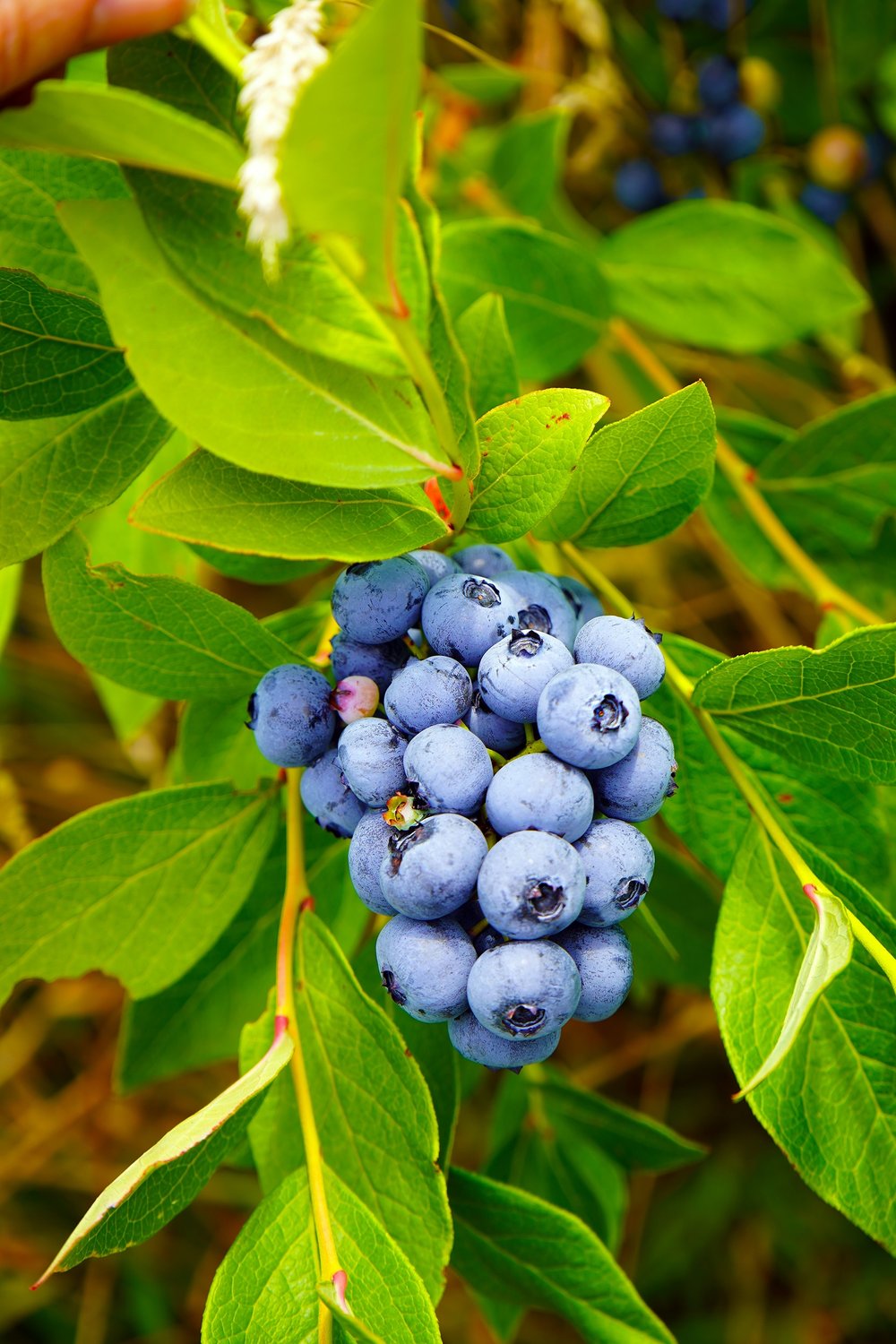 Vaccinium 'Pelle' E