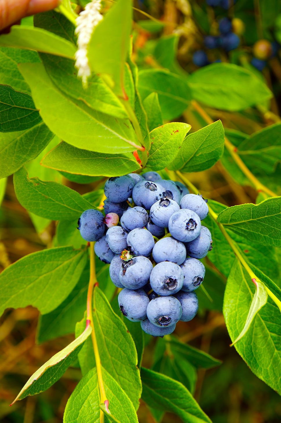 Vaccinium 'Pelle' E