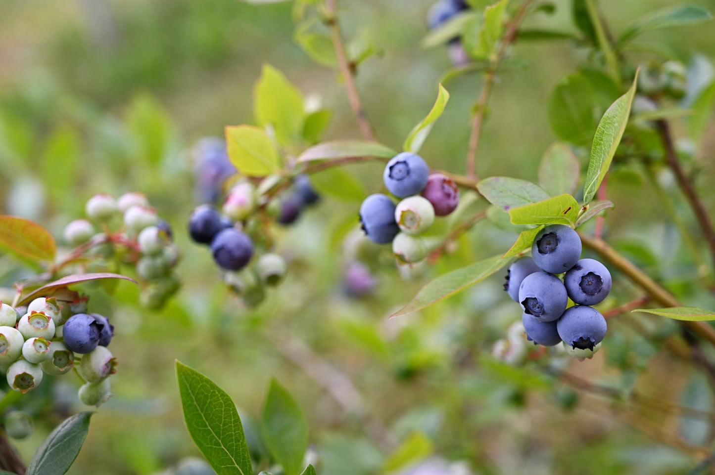 Vaccinium 'Roxy Blue'