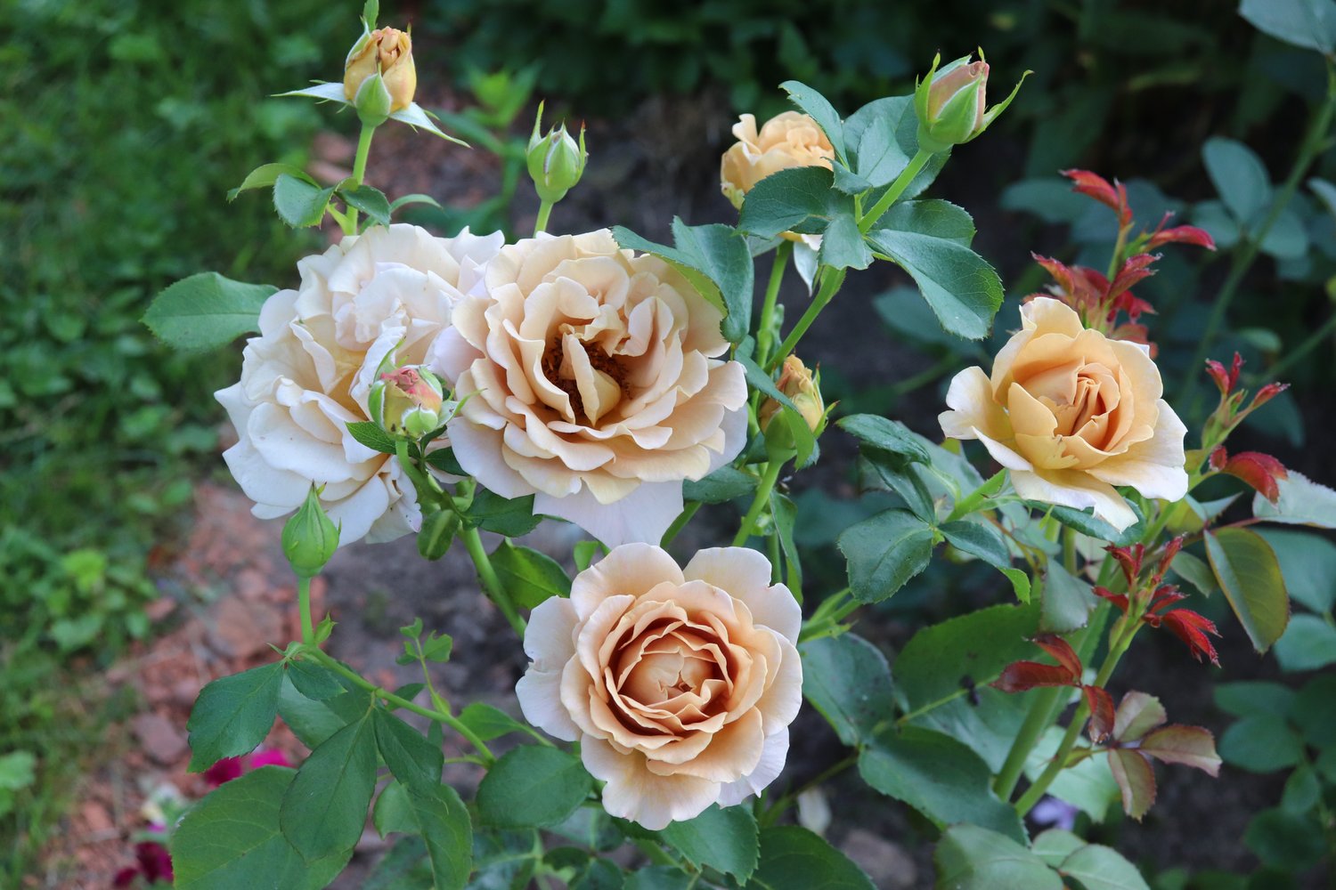 Rosa Honey Dijon