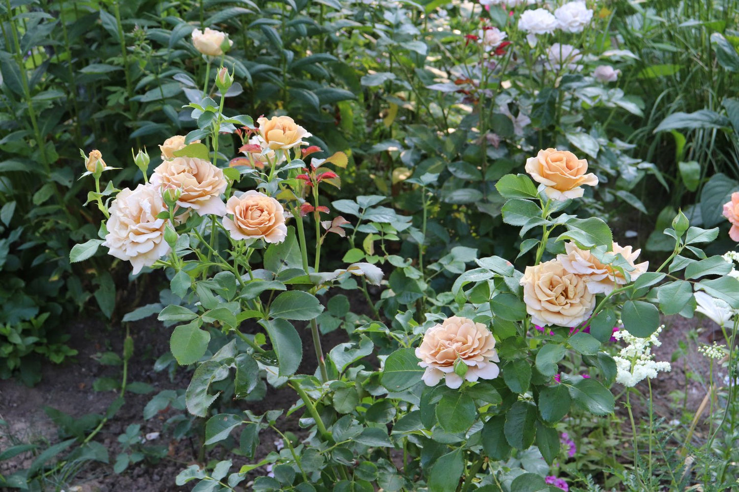 Rosa Honey Dijon