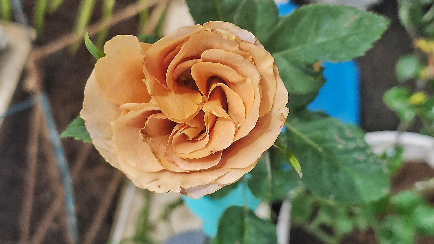 Rosa Honey Dijon
