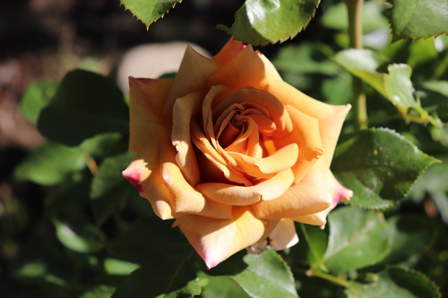 Rosa Honey Dijon
