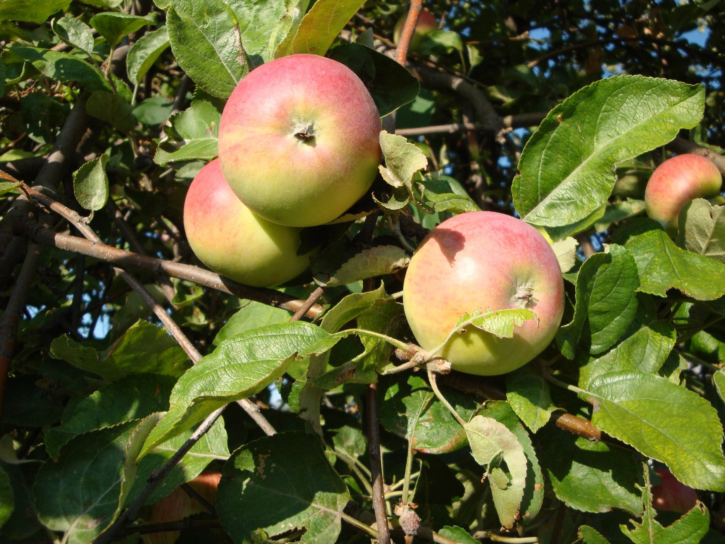 Malus domestica 'Hampus' (äpple), inkl. uppbindnings kit